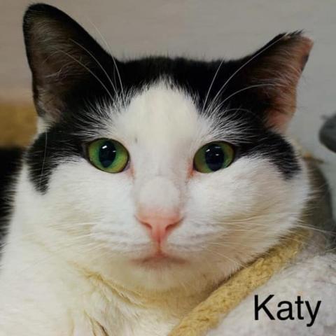 Katy, an adoptable Domestic Short Hair in Cumming, GA, 30040 | Photo Image 1