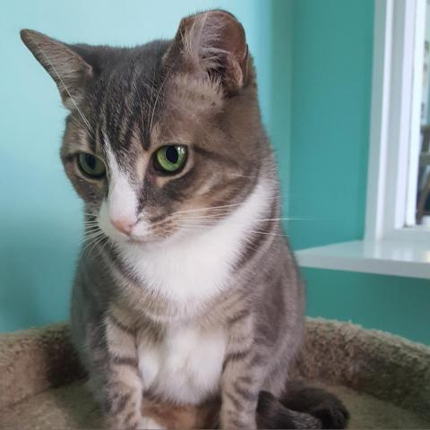 Stormy #2, an adoptable Domestic Short Hair in Cumming, GA, 30040 | Photo Image 1