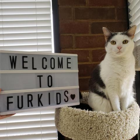 Lovely, an adoptable Domestic Medium Hair in Cumming, GA, 30040 | Photo Image 1