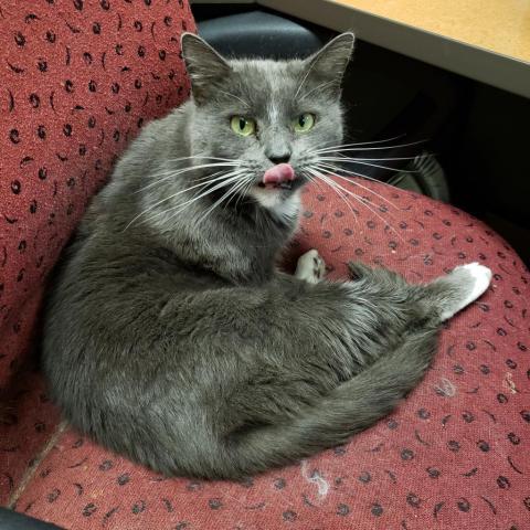 Bonita, an adoptable Domestic Short Hair in Cumming, GA, 30040 | Photo Image 1