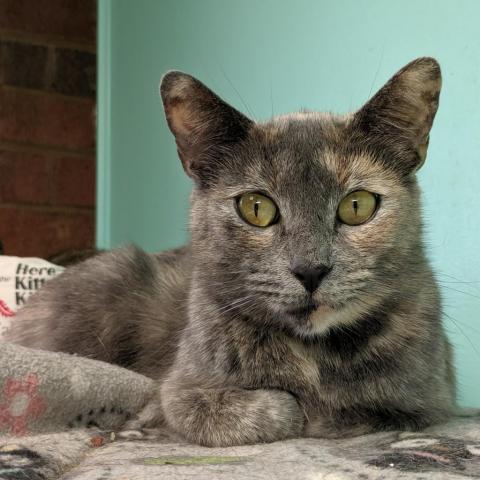 Petra, an adoptable Domestic Short Hair in Cumming, GA, 30040 | Photo Image 2