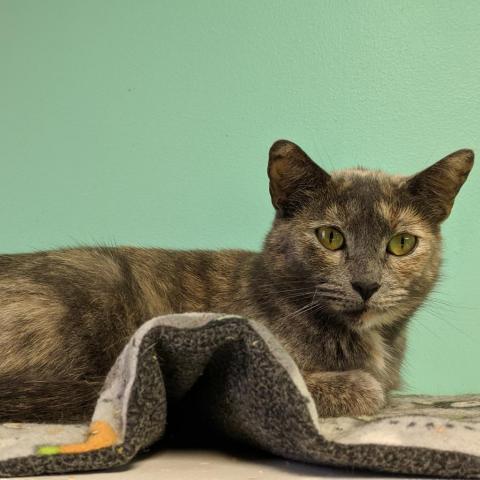 Petra, an adoptable Domestic Short Hair in Cumming, GA, 30040 | Photo Image 3