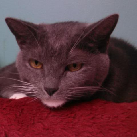 David #2, an adoptable Domestic Short Hair in Cumming, GA, 30040 | Photo Image 1