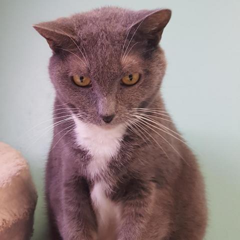 Eileen, an adoptable Domestic Short Hair in Cumming, GA, 30040 | Photo Image 1