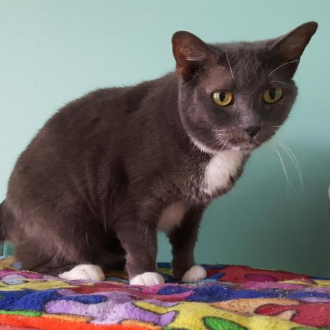 Eileen, an adoptable Domestic Short Hair in Cumming, GA, 30040 | Photo Image 3