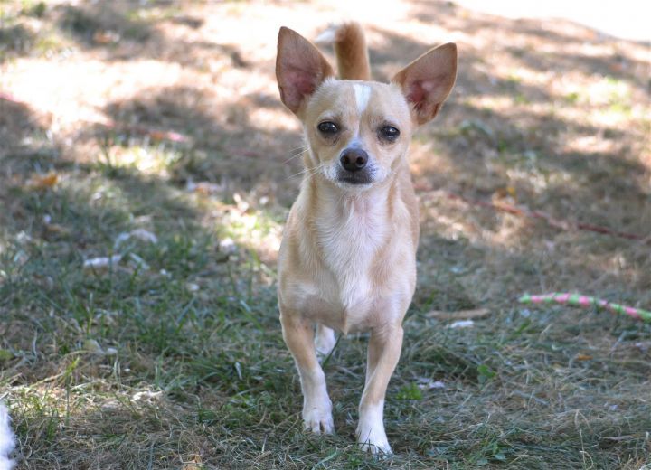 Paco, an adoptable Chihuahua & Dachshund Mix in Florence, KY_image-1