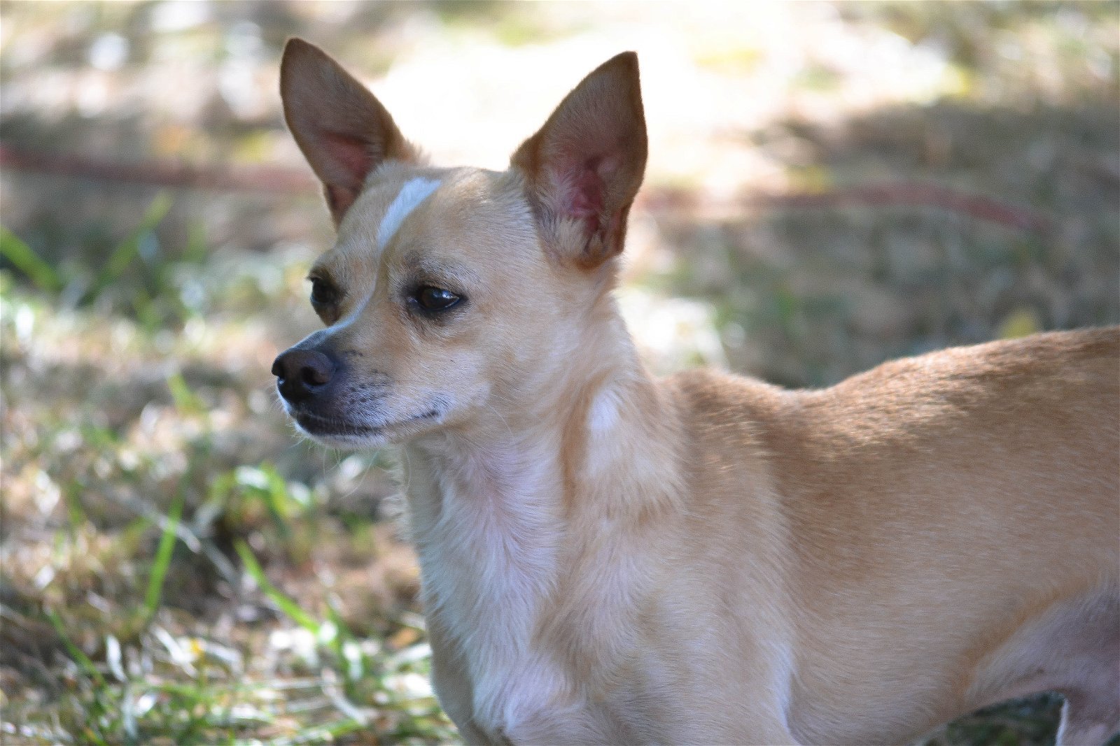 Paco, an adoptable Chihuahua, Dachshund in Florence, KY, 41022 | Photo Image 2