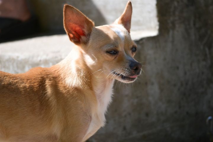 Paco, an adoptable Chihuahua & Dachshund Mix in Florence, KY_image-3
