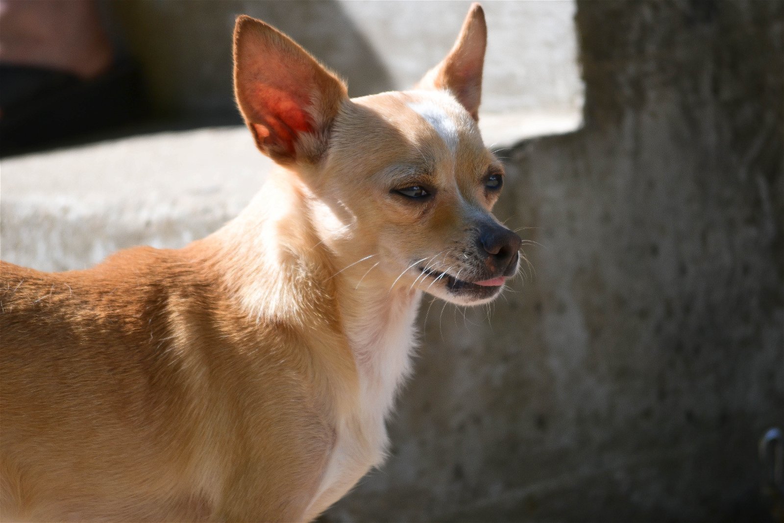 Paco, an adoptable Chihuahua, Dachshund in Florence, KY, 41022 | Photo Image 3