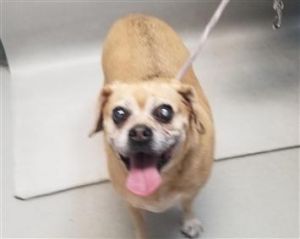 . Mimi Puggle .