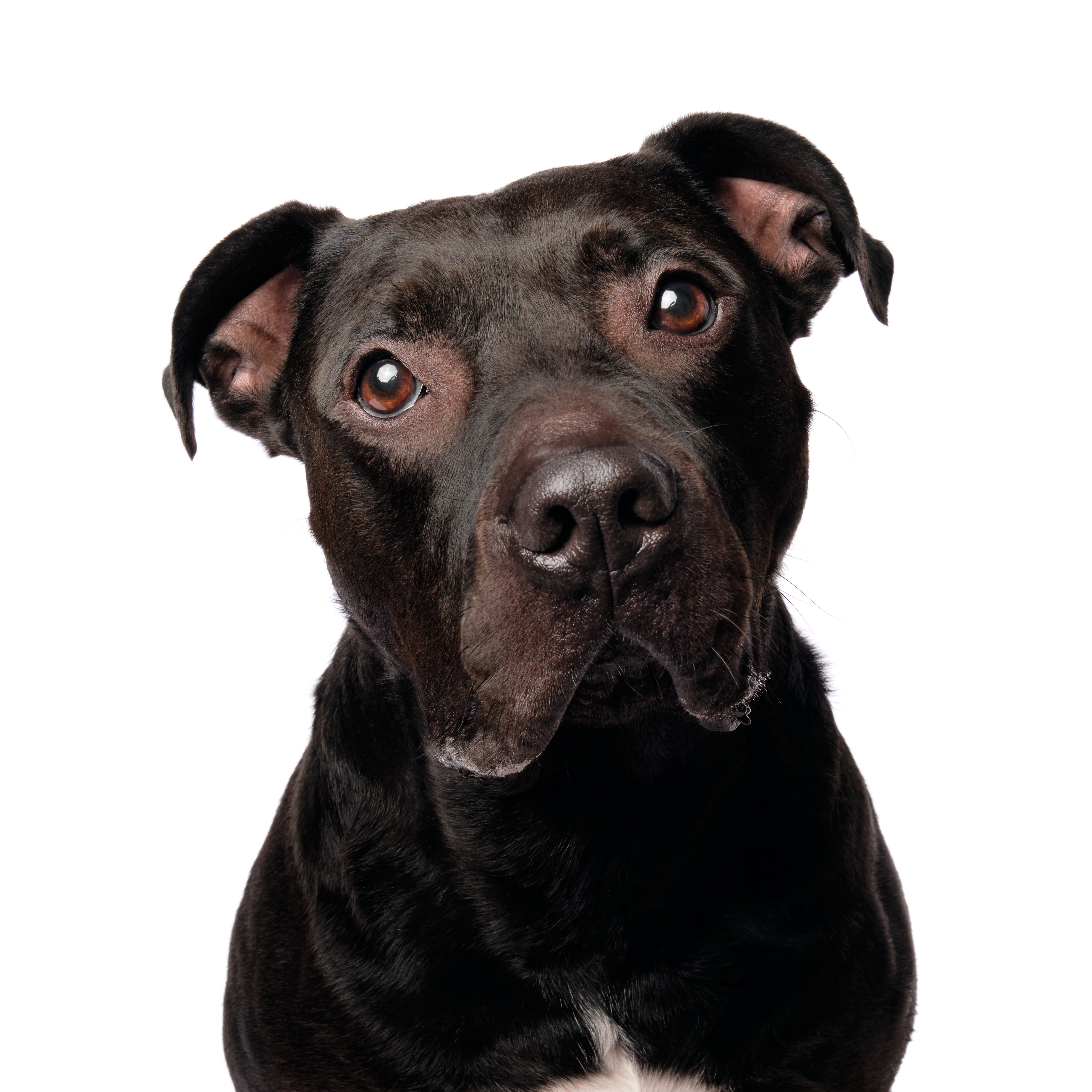 Prince, an adoptable American Staffordshire Terrier in Vernon Hills, IL, 60061 | Photo Image 2