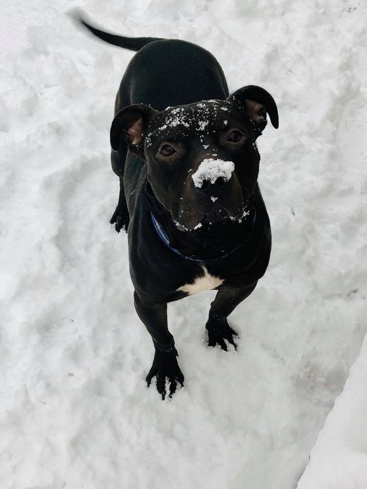 Prince, an adoptable American Staffordshire Terrier in Vernon Hills, IL, 60061 | Photo Image 4