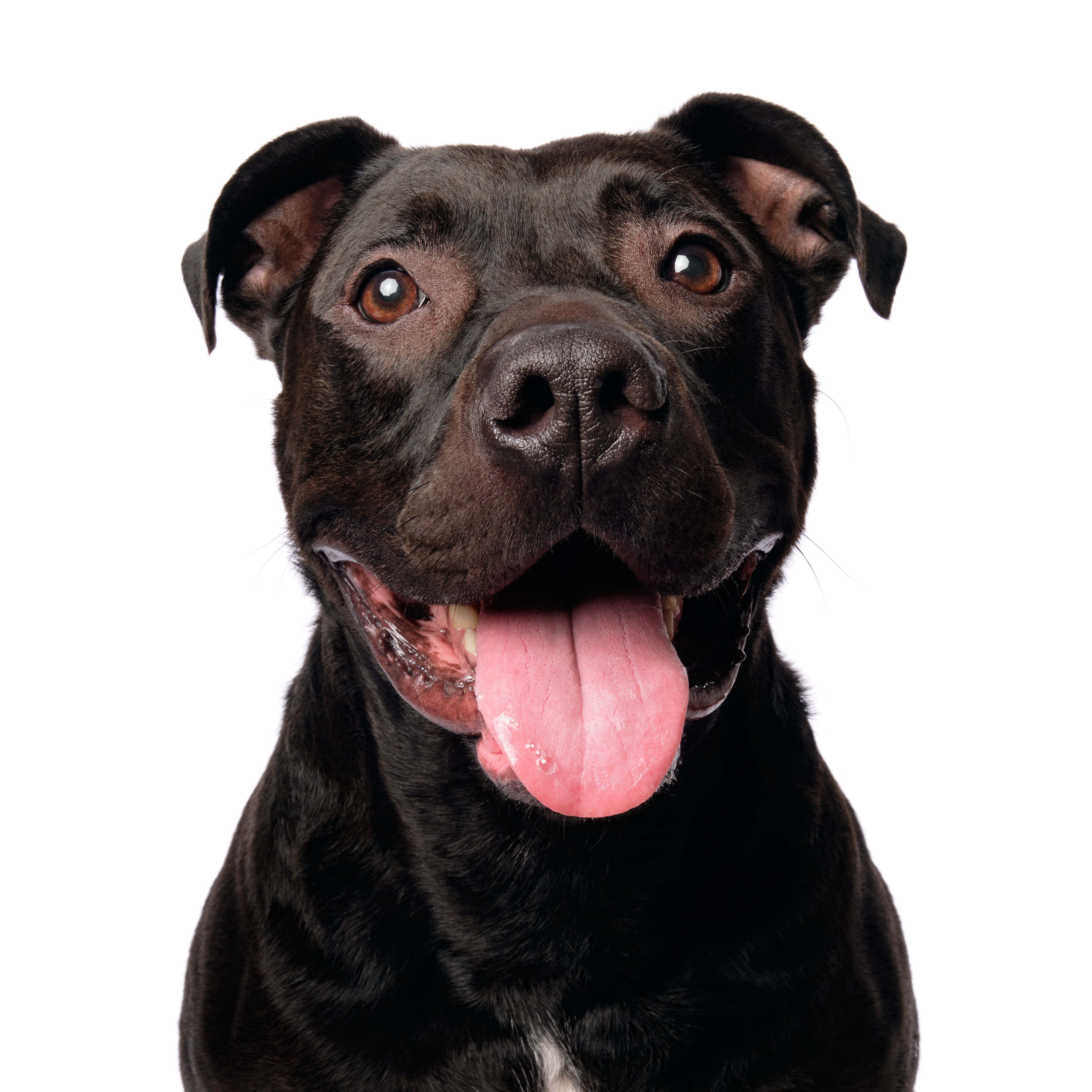 Prince, an adoptable American Staffordshire Terrier in Vernon Hills, IL, 60061 | Photo Image 1