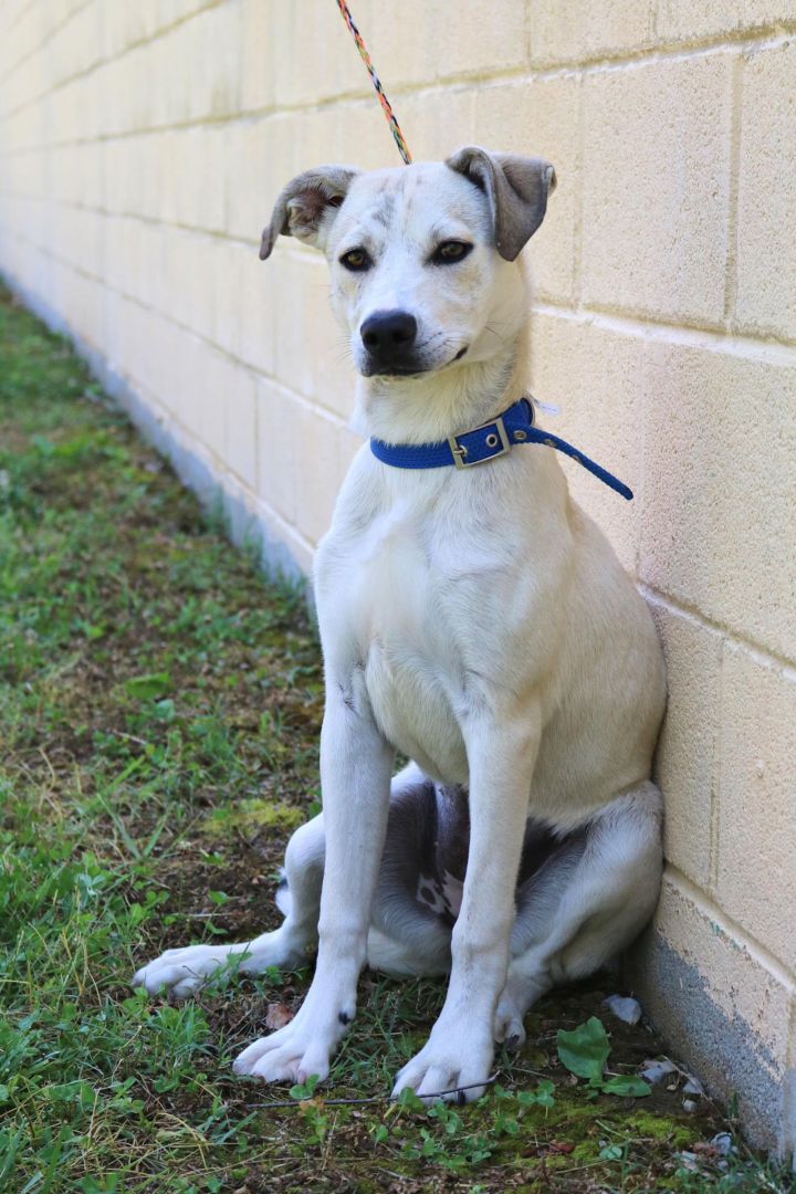 Siberian Husky American Staffordshire Terrier Mix