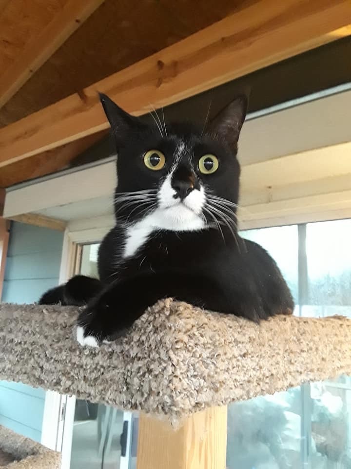 Willow, an adoptable Tuxedo, Domestic Short Hair in Kennedale, TX, 76060 | Photo Image 2