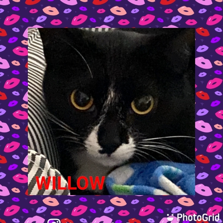 Willow, an adoptable Tuxedo, Domestic Short Hair in Kennedale, TX, 76060 | Photo Image 1