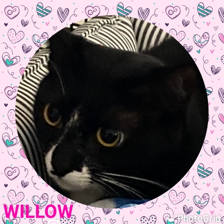 Willow, an adoptable Tuxedo, Domestic Short Hair in Kennedale, TX, 76060 | Photo Image 3