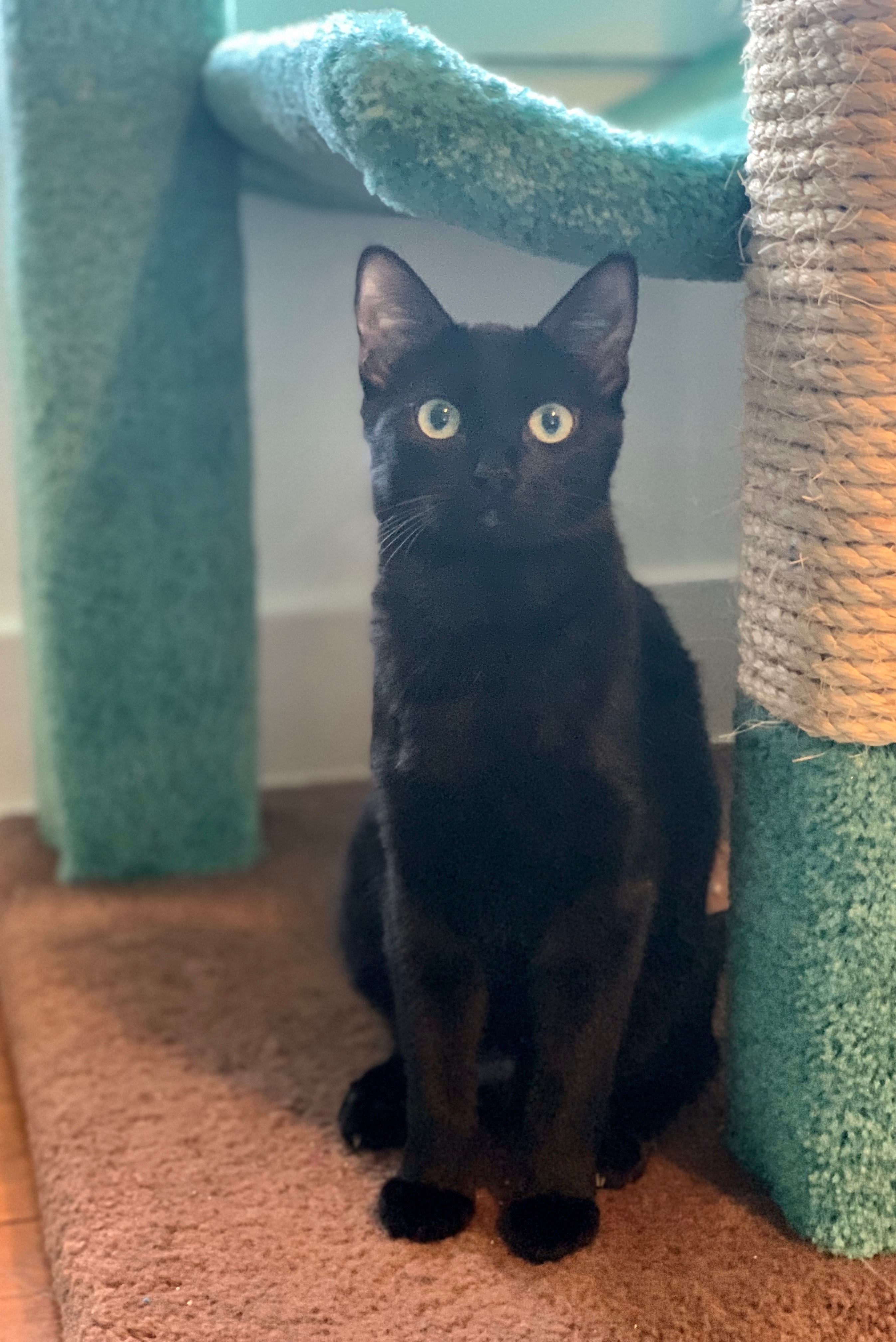 Cat for adoption - Lucy, a Domestic Short Hair in Houston ...