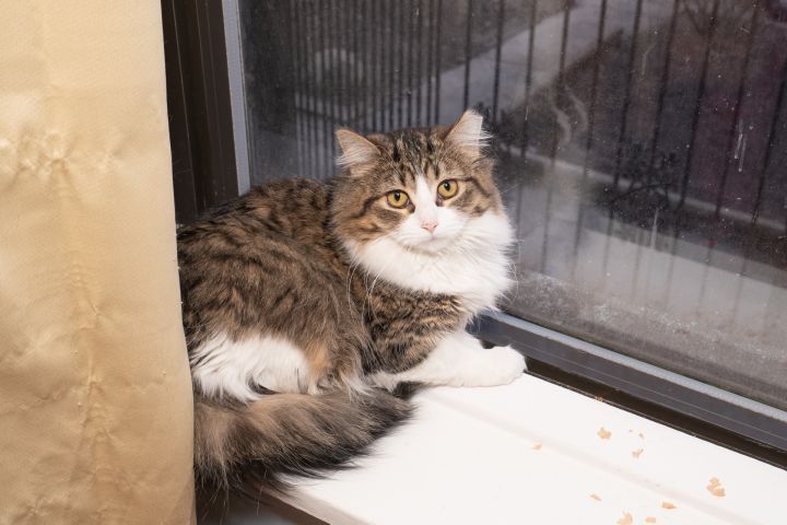 Alexandra, an adopted Maine Coon in Chicago, IL_image-1