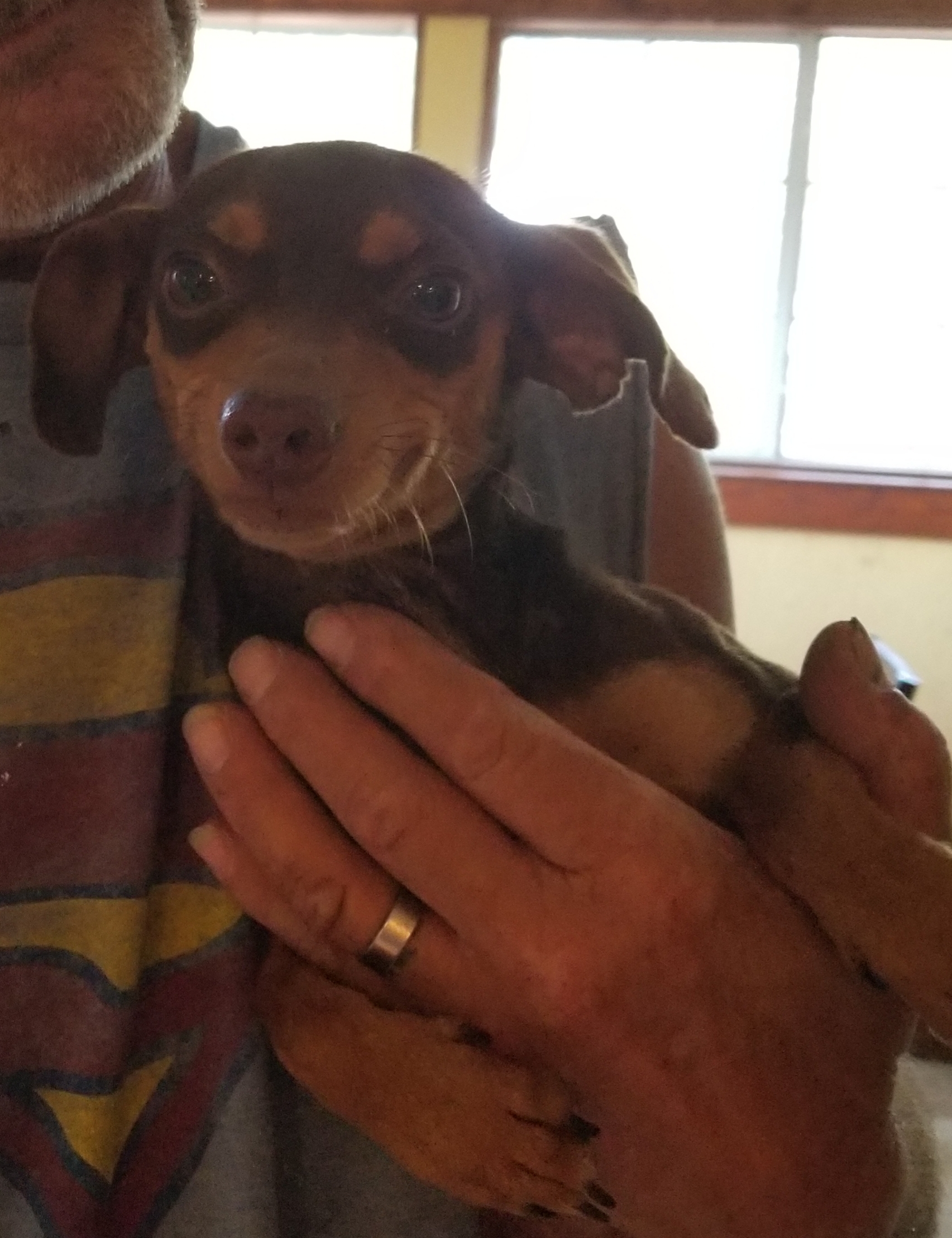 Charlie, an adoptable Chihuahua, Dachshund in Chiefland, FL, 32626 | Photo Image 2