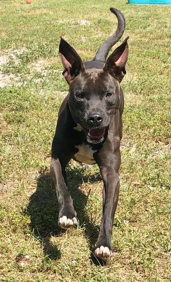 79+ American Staffordshire Terrier Lab Mix Puppies For Sale l2sanpiero