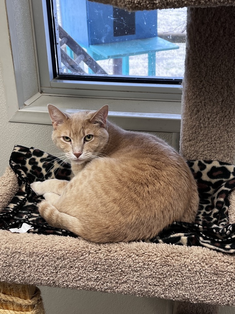 Riley, an adoptable Domestic Short Hair in Bartlesville, OK, 74006 | Photo Image 1