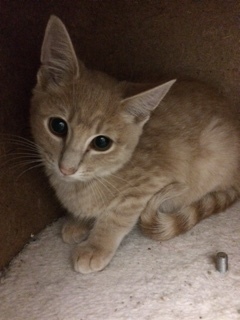 Riley, an adoptable Domestic Short Hair in Bartlesville, OK, 74006 | Photo Image 4