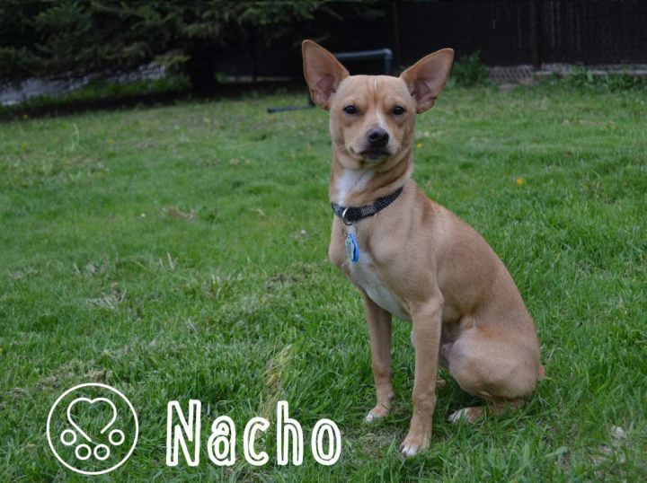 Nacho 2