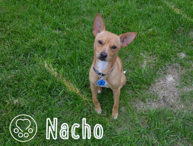 Nacho