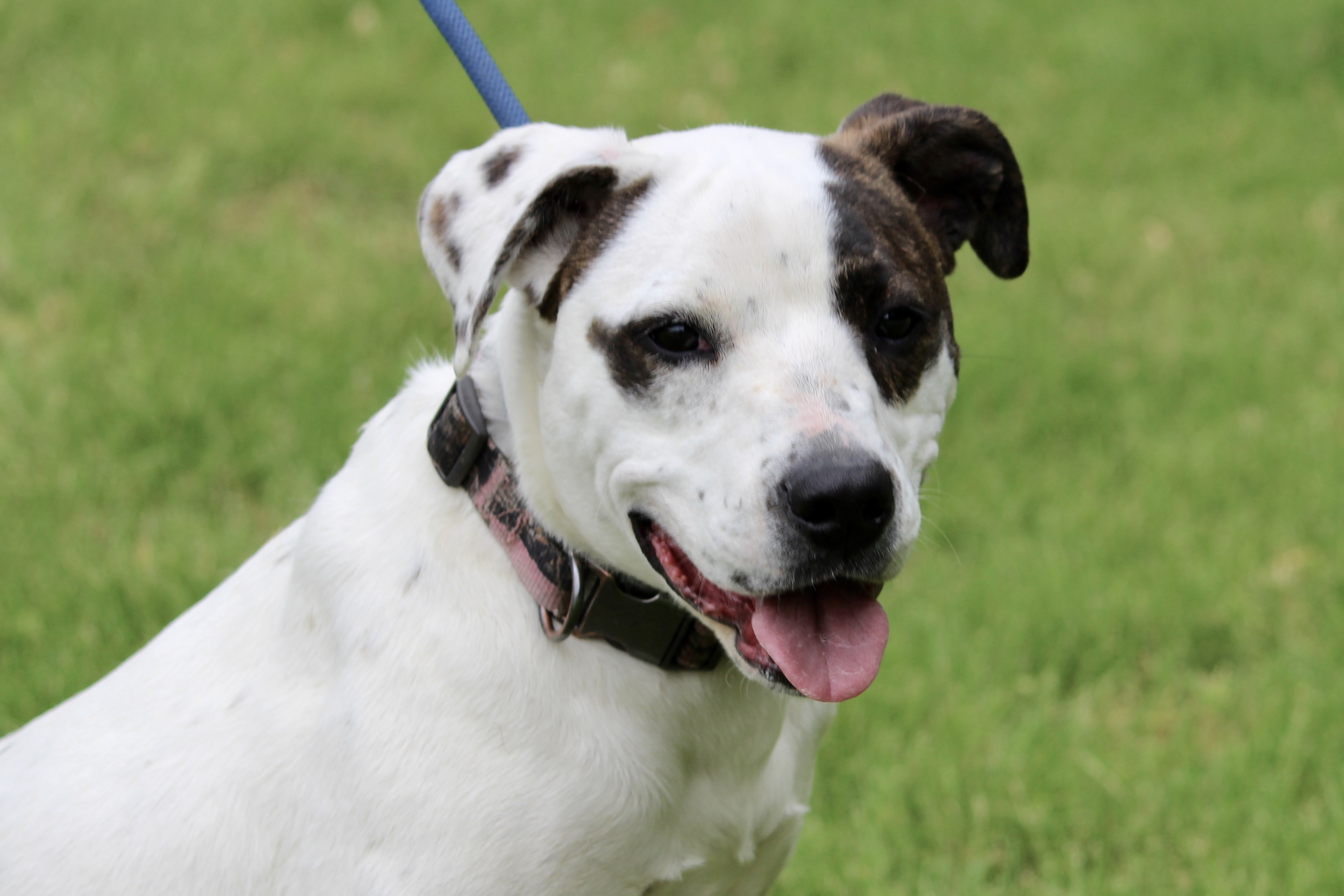 LIBERTY, an adoptable Mixed Breed in Brazil, IN, 47834 | Photo Image 2