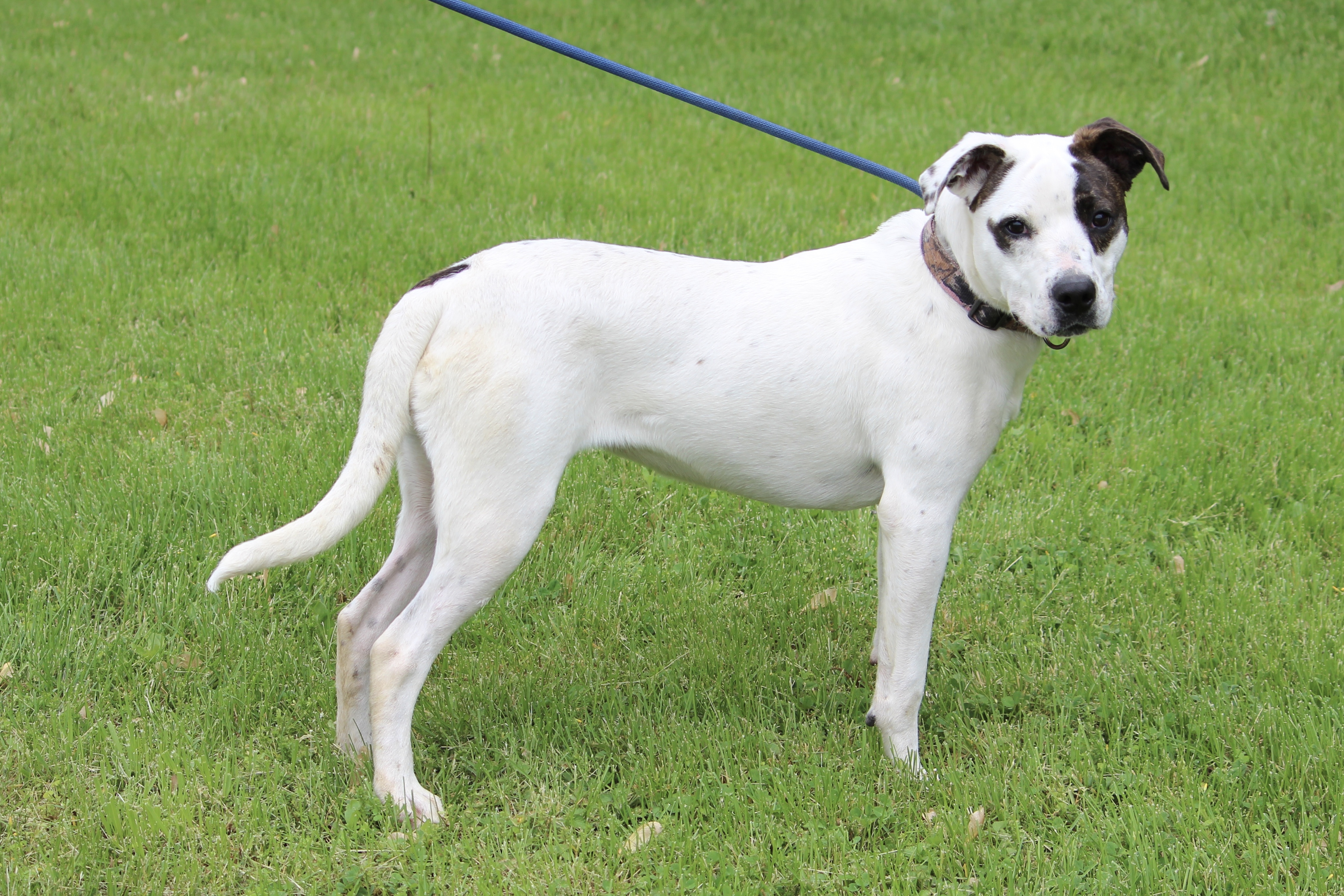 LIBERTY, an adoptable Mixed Breed in Brazil, IN, 47834 | Photo Image 4