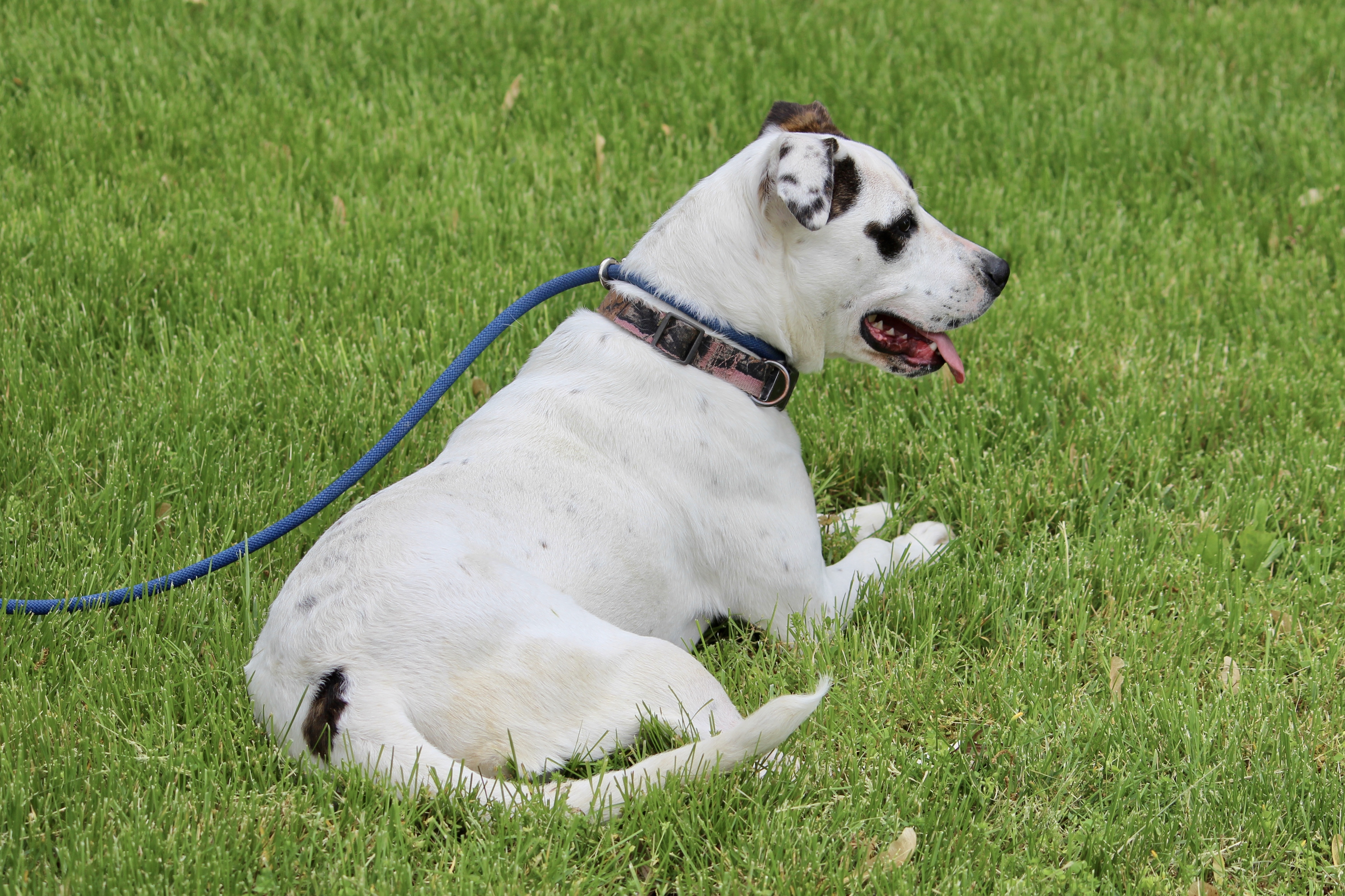 LIBERTY, an adoptable Mixed Breed in Brazil, IN, 47834 | Photo Image 6