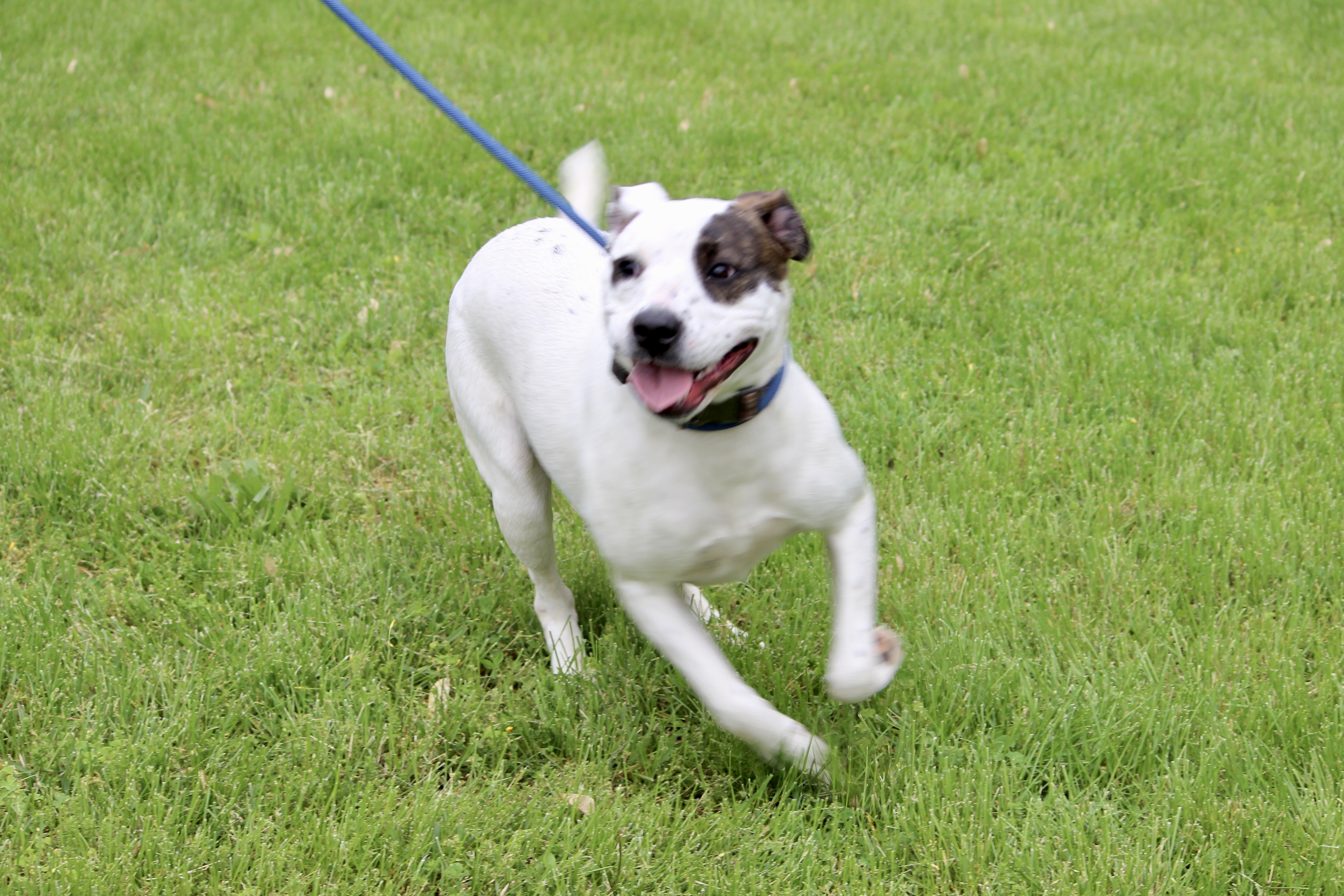 LIBERTY, an adoptable Mixed Breed in Brazil, IN, 47834 | Photo Image 8