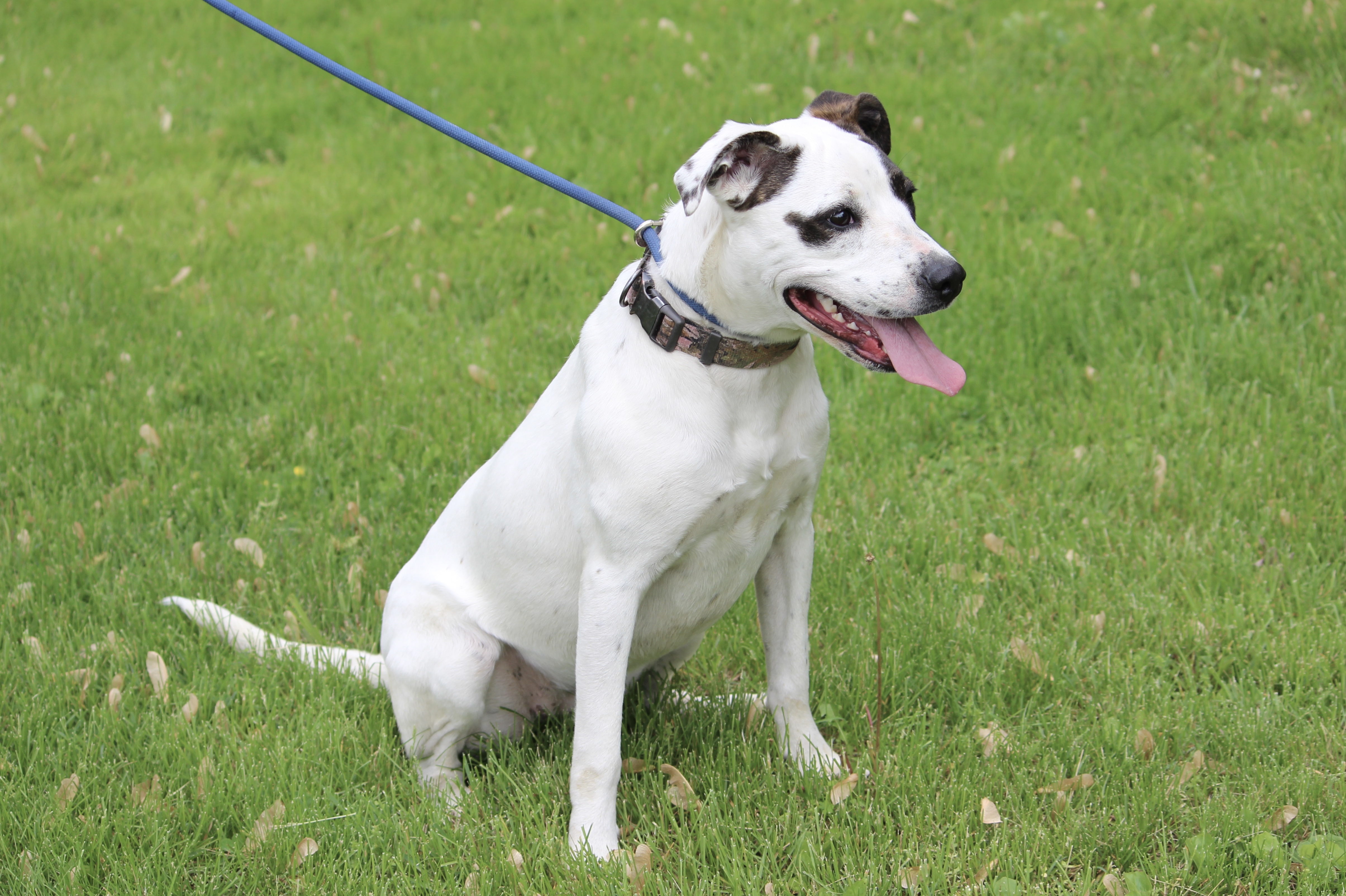 LIBERTY, an adoptable Mixed Breed in Brazil, IN, 47834 | Photo Image 10