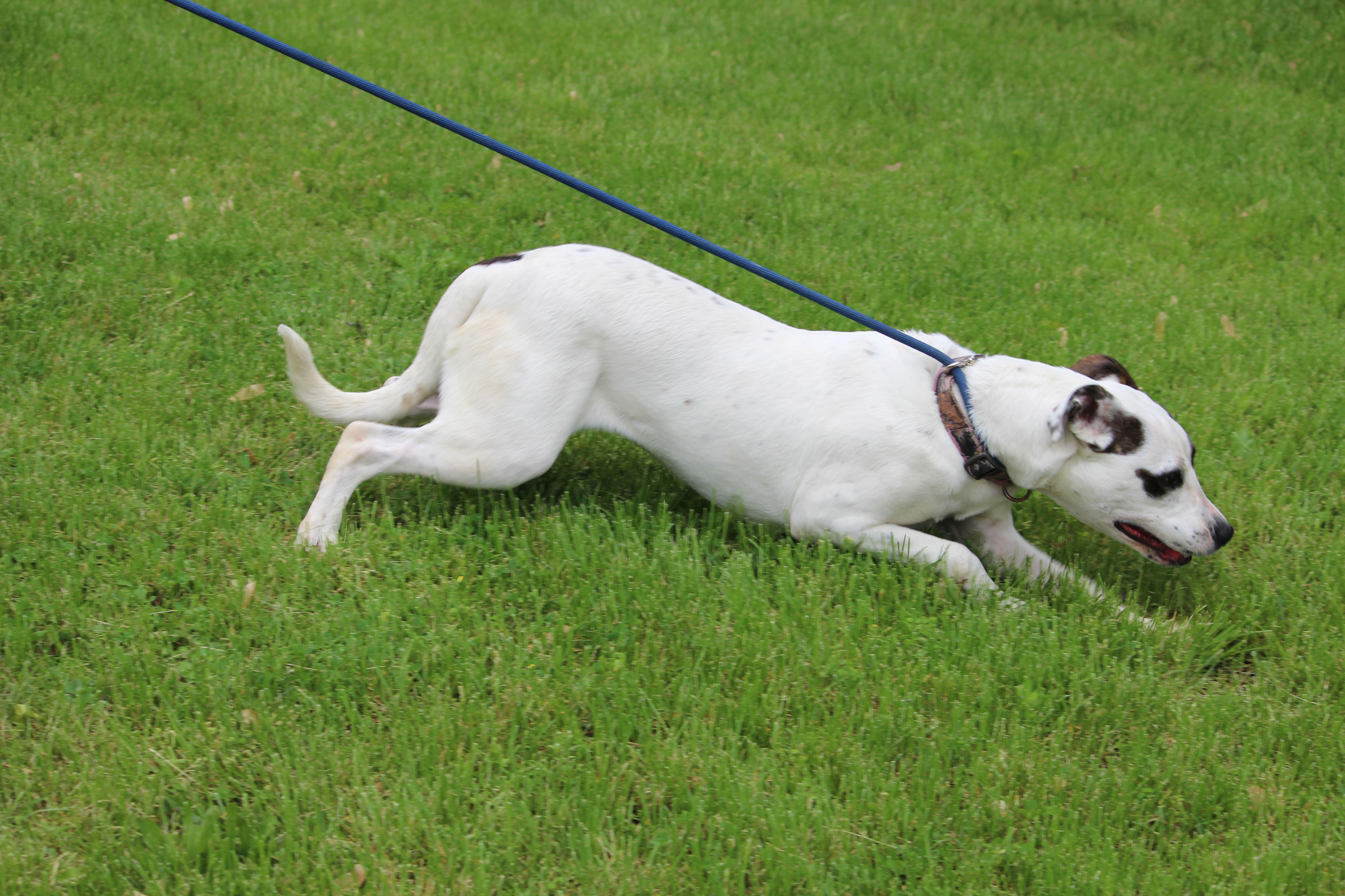 LIBERTY, an adoptable Mixed Breed in Brazil, IN, 47834 | Photo Image 12