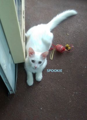 SPOOKIE-adopted 6-15-19