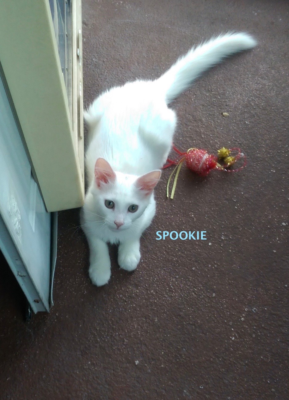 Spookie Adopted 6 15 19 detail page