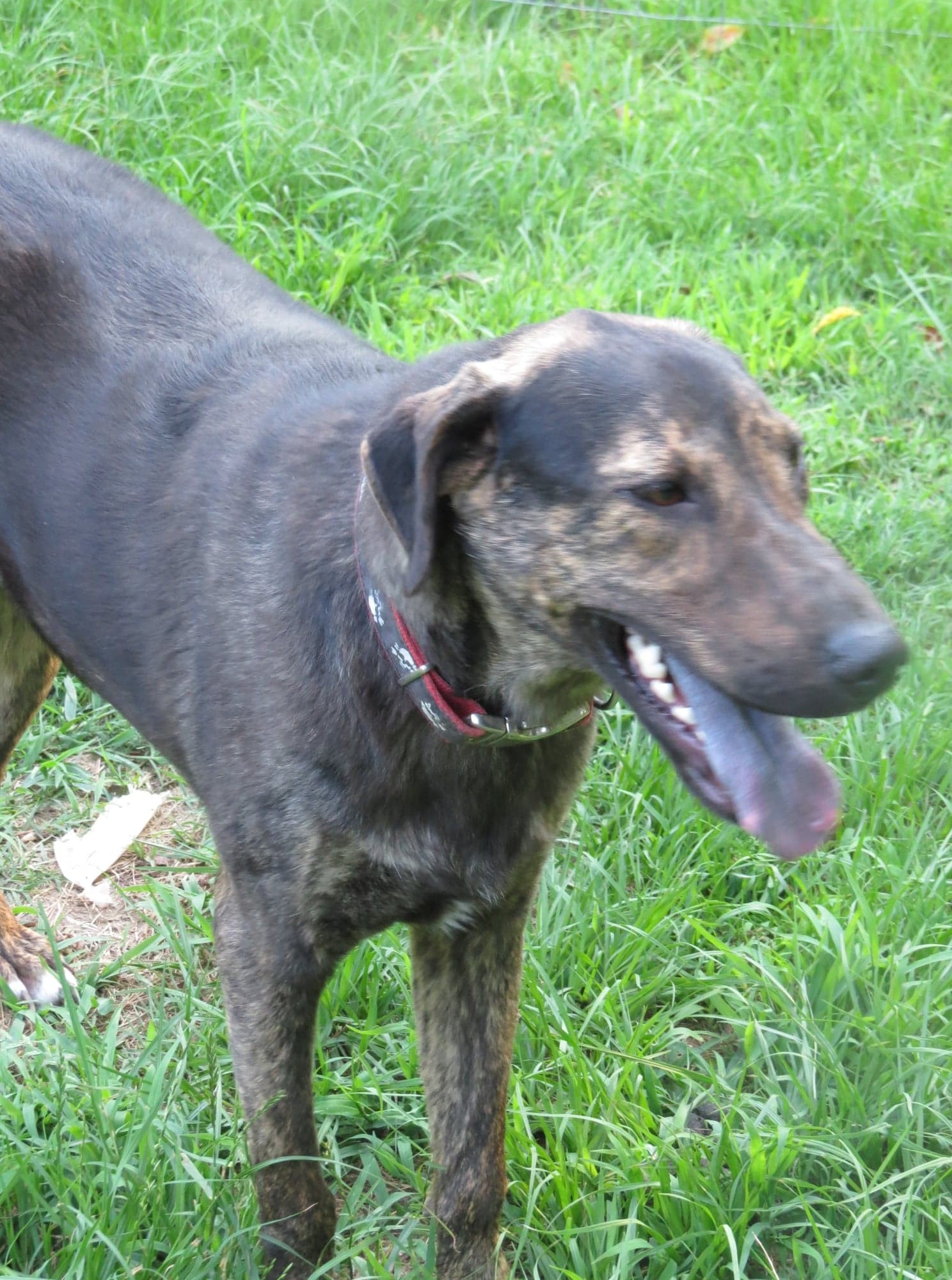 Matthew, an adoptable Bullmastiff in Farmerville, LA, 71241 | Photo Image 2