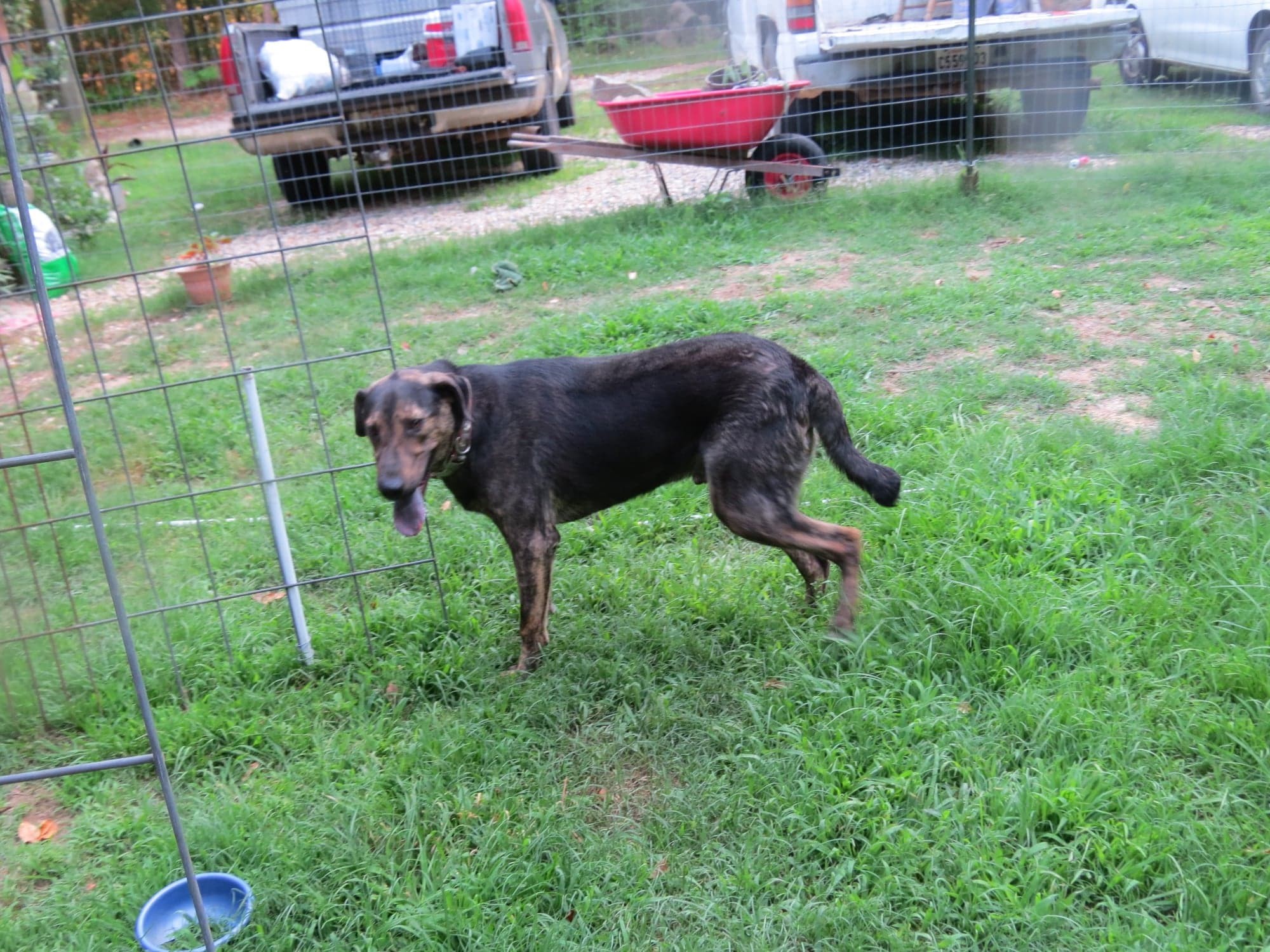 Matthew, an adoptable Bullmastiff in Farmerville, LA, 71241 | Photo Image 3