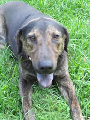 Matthew, Young Male Bullmastiff
