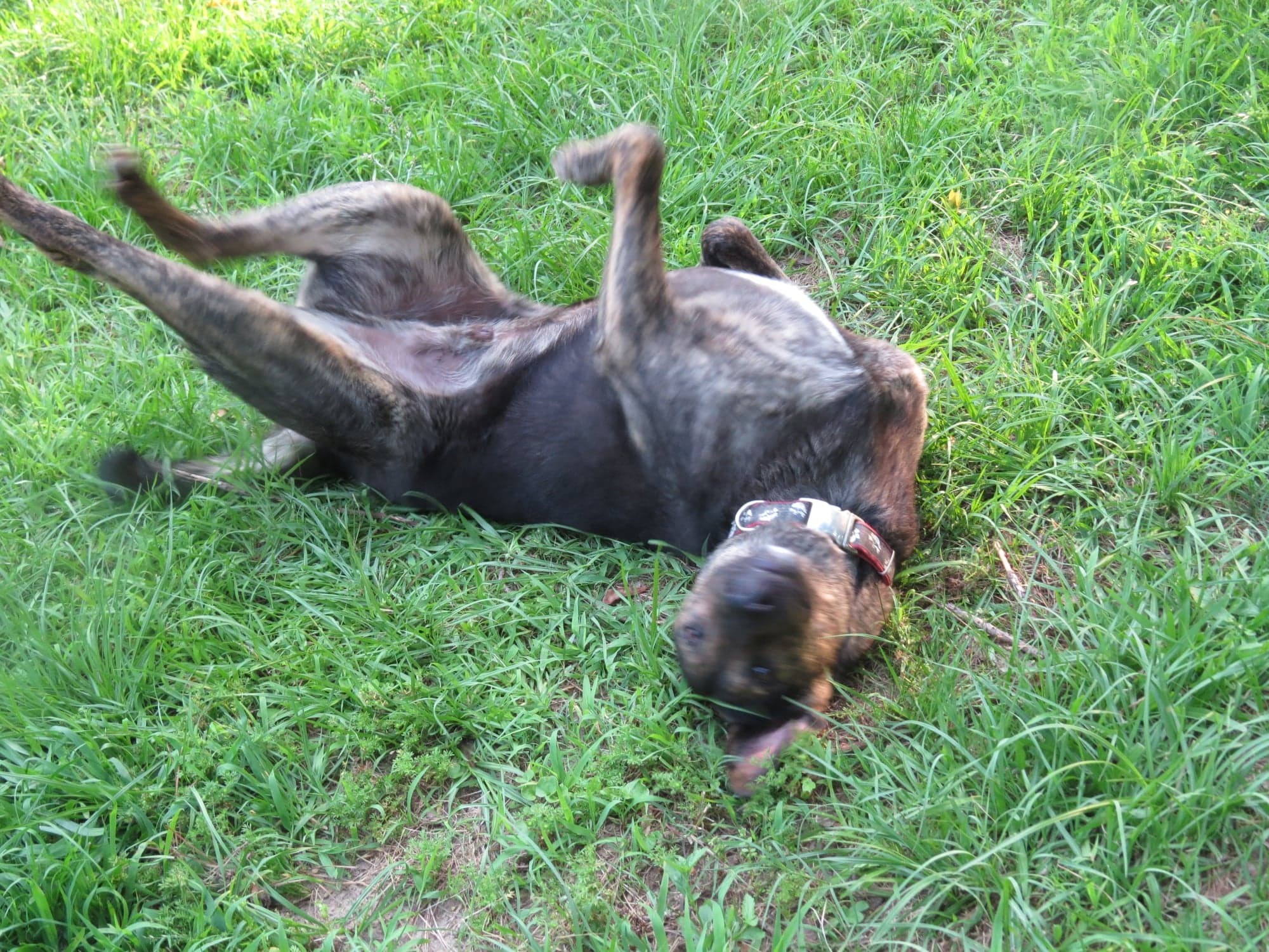 Matthew, an adoptable Bullmastiff in Farmerville, LA, 71241 | Photo Image 5