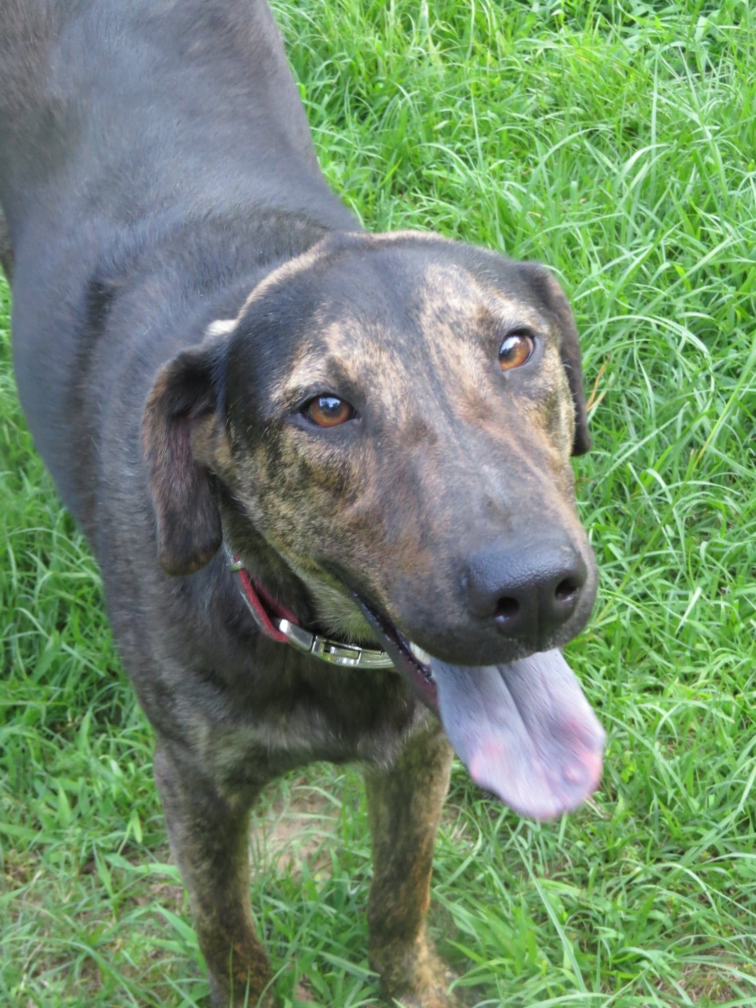 Matthew, an adoptable Bullmastiff in Farmerville, LA, 71241 | Photo Image 6