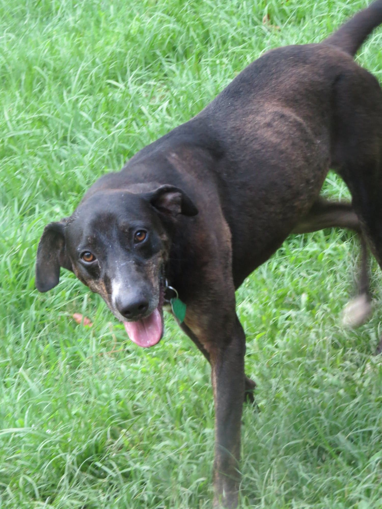 Dagger, an adoptable Labrador Retriever in Farmerville, LA, 71241 | Photo Image 2