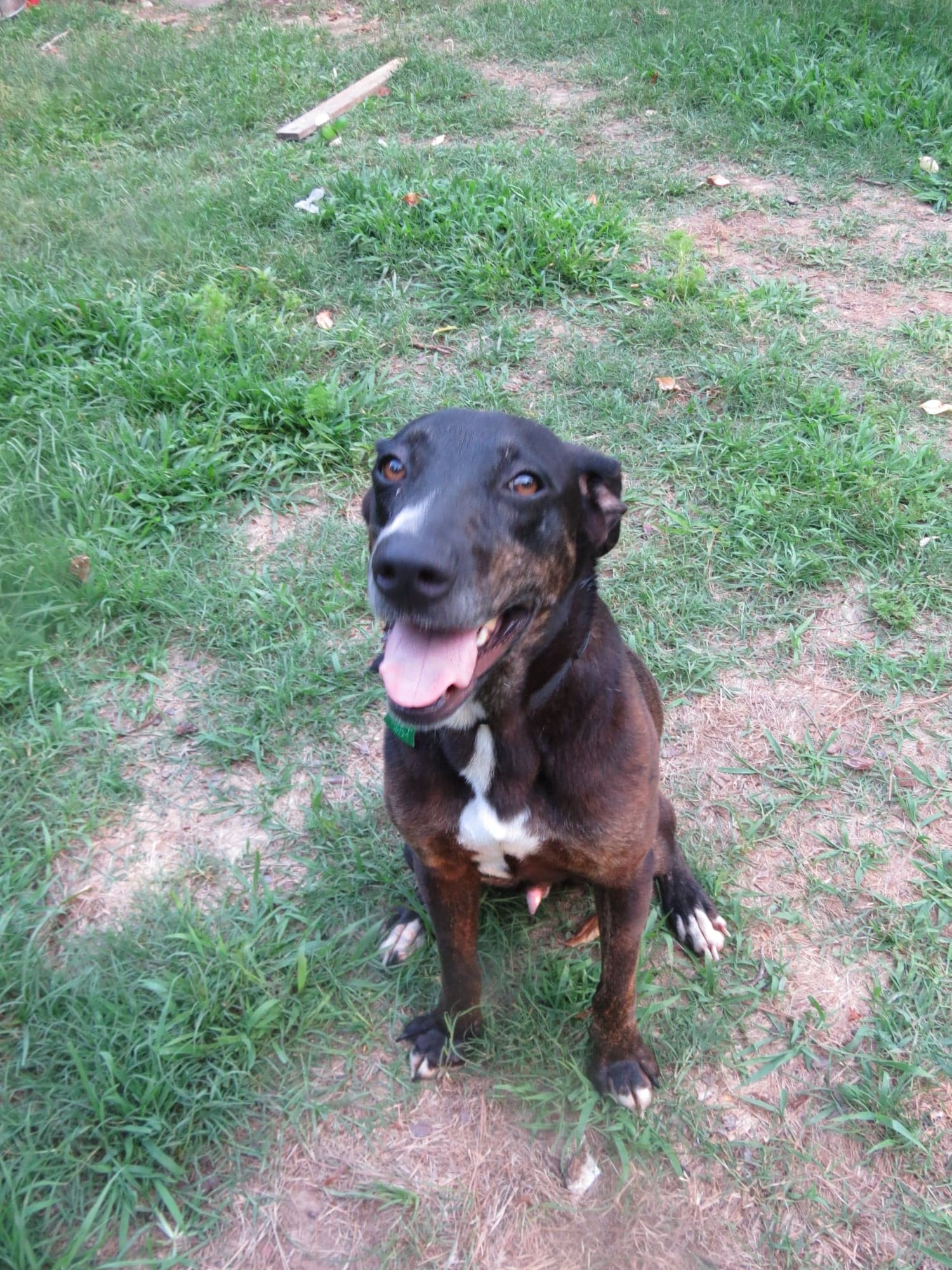 Dagger, an adoptable Labrador Retriever in Farmerville, LA, 71241 | Photo Image 1