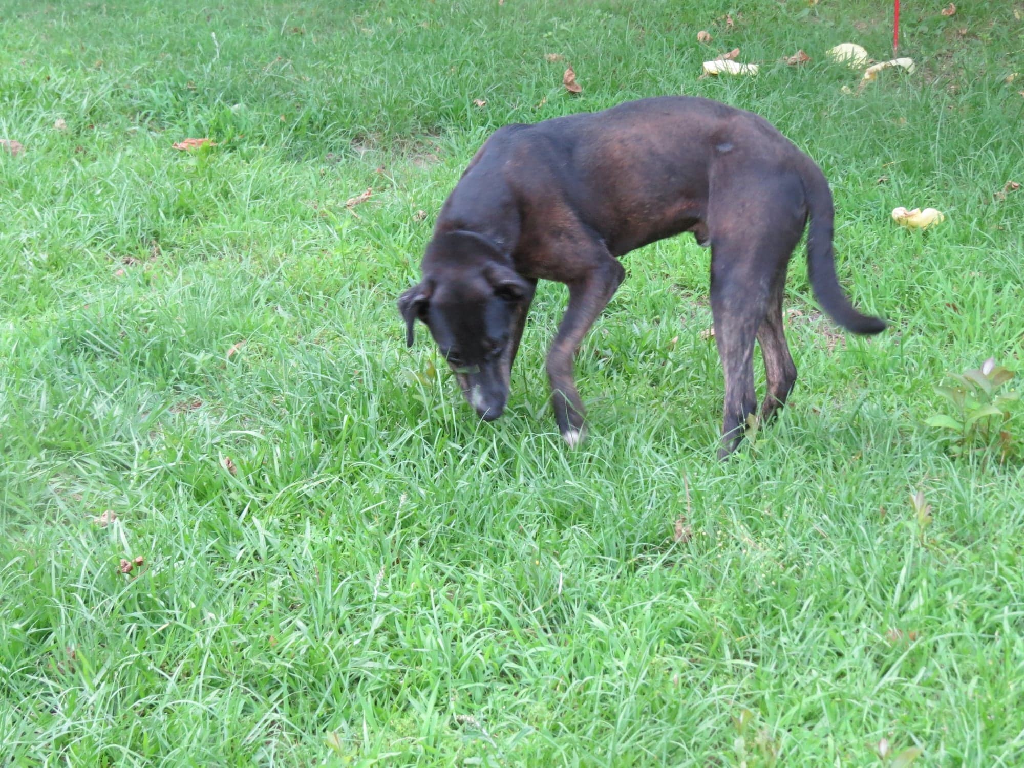 Dagger, an adoptable Labrador Retriever in Farmerville, LA, 71241 | Photo Image 3