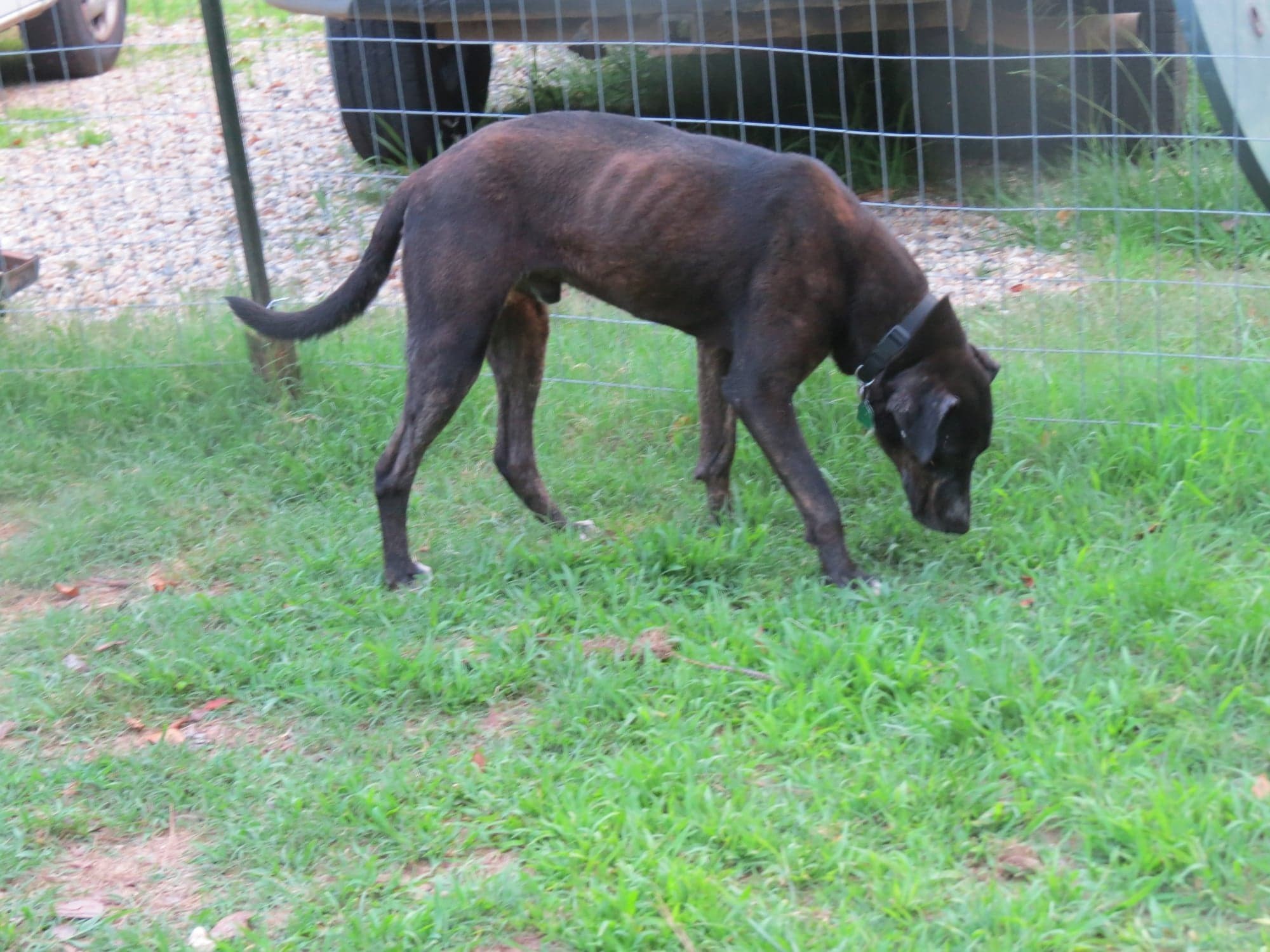 Dagger, an adoptable Labrador Retriever in Farmerville, LA, 71241 | Photo Image 4