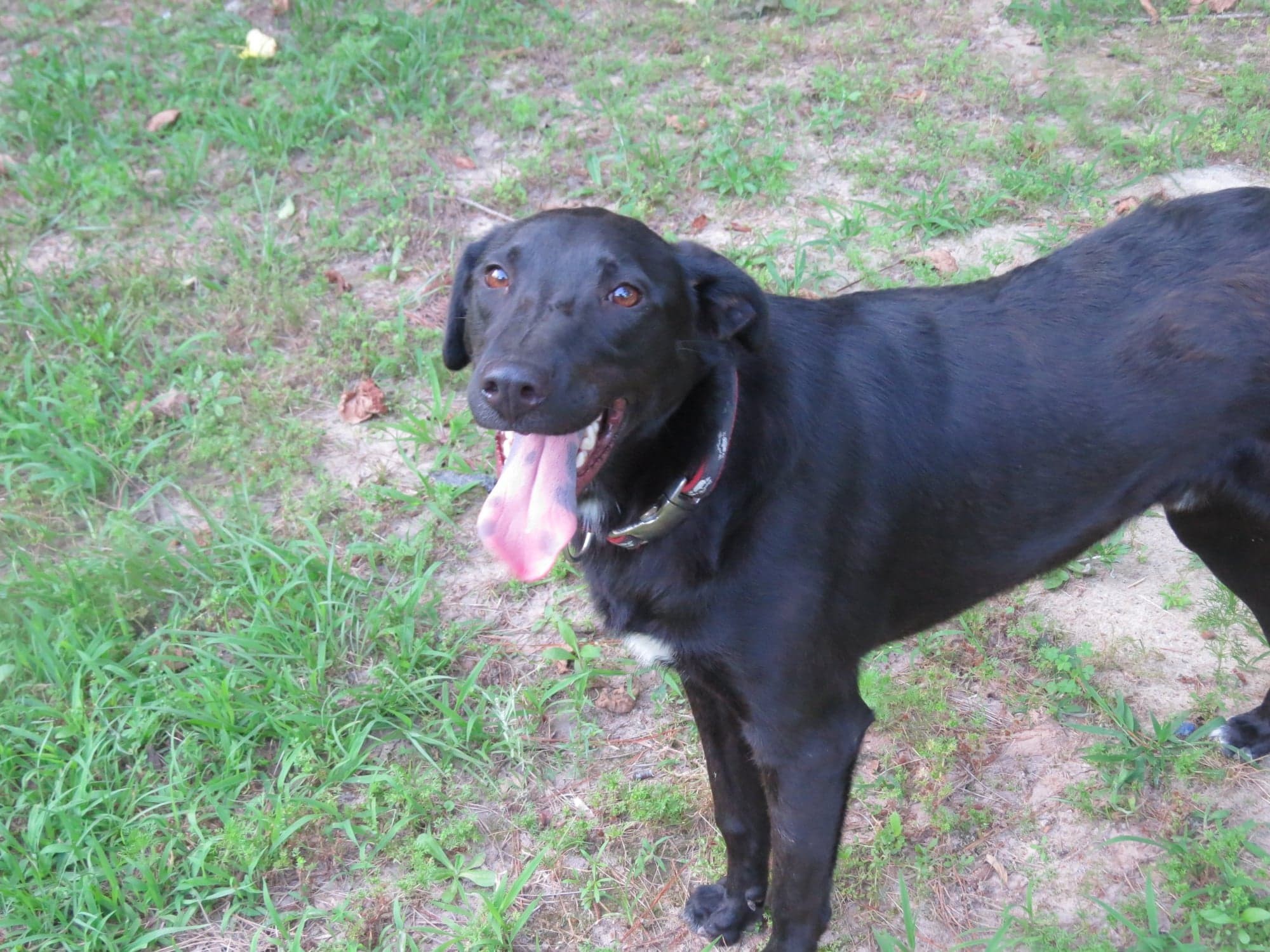 Mark, an adoptable Bullmastiff in Farmerville, LA, 71241 | Photo Image 1