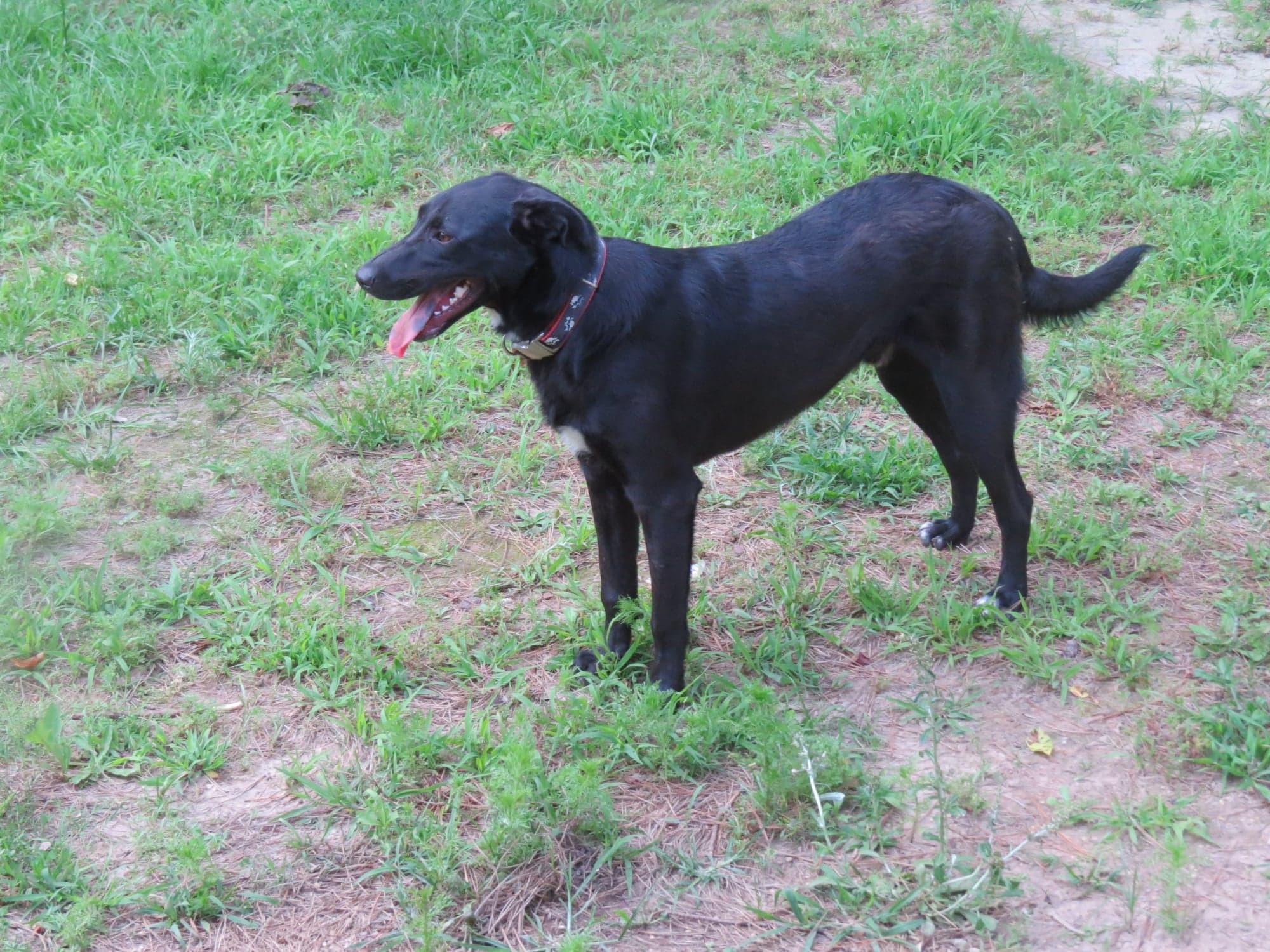 Mark, an adoptable Bullmastiff in Farmerville, LA, 71241 | Photo Image 2