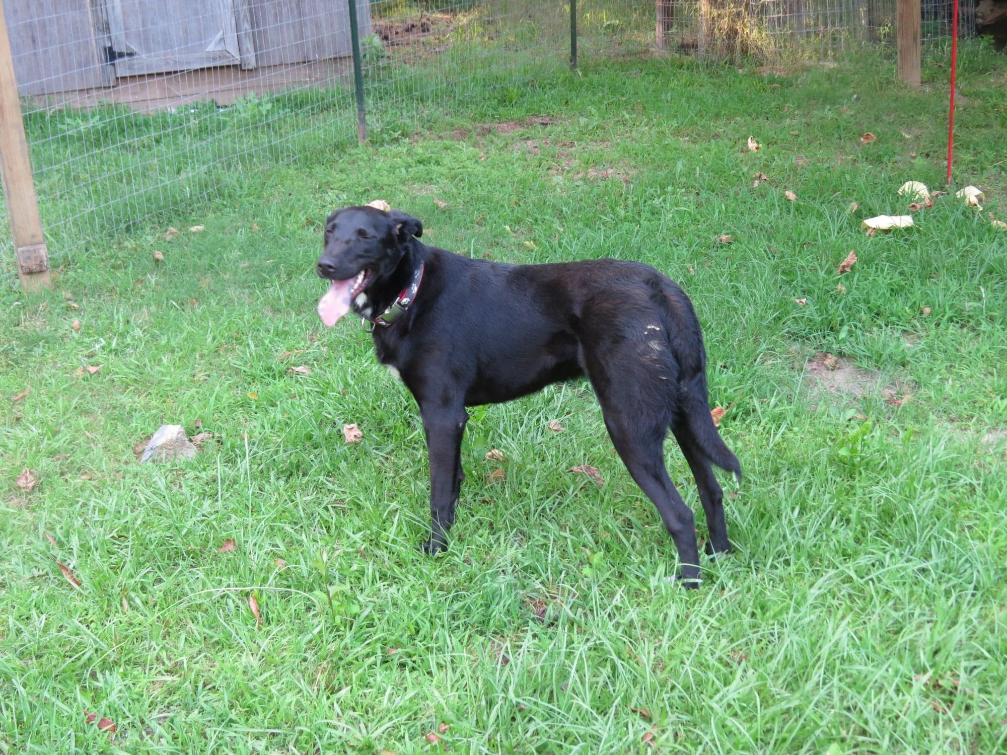 Mark, an adoptable Bullmastiff in Farmerville, LA, 71241 | Photo Image 4