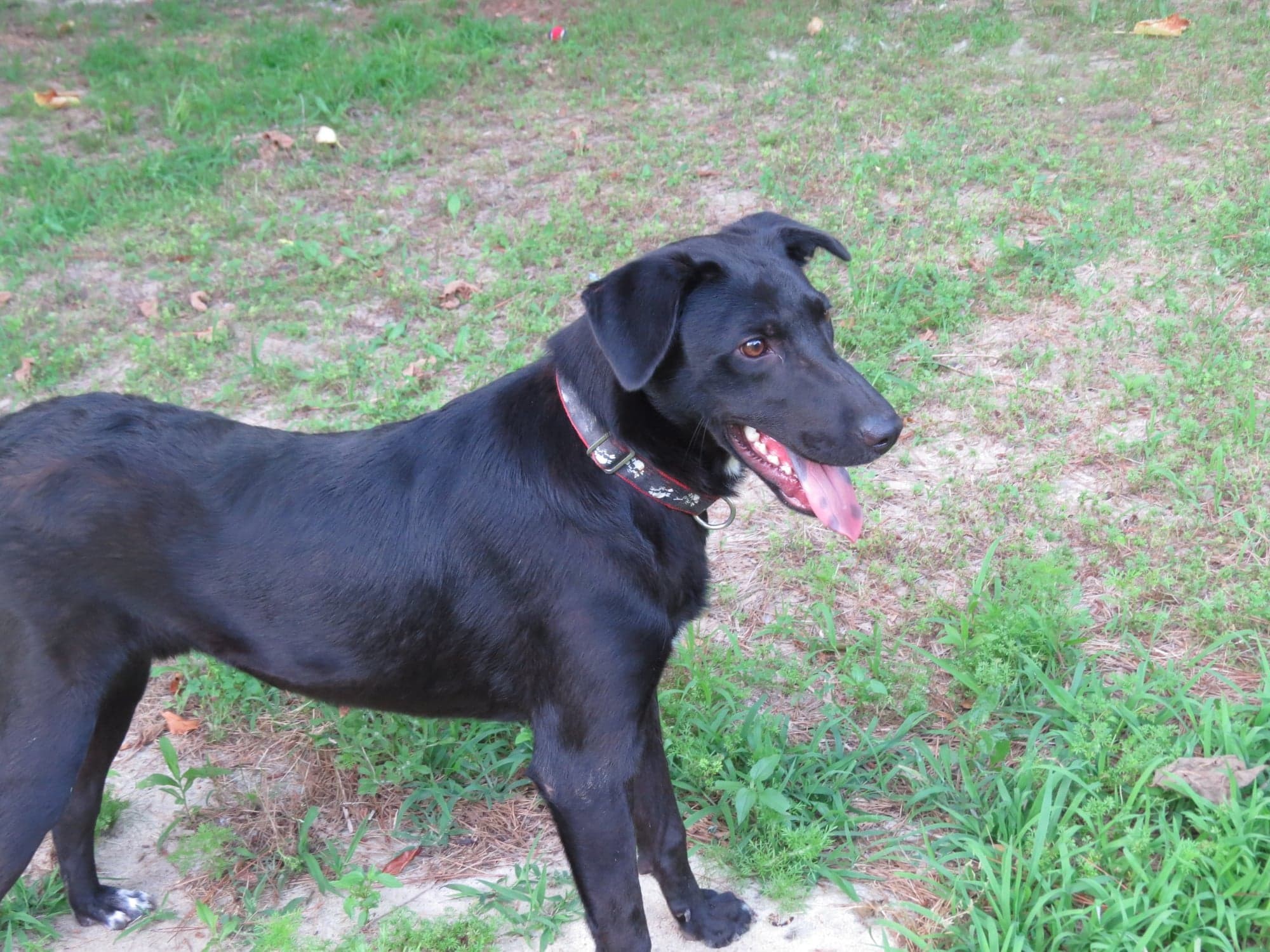 Mark, an adoptable Bullmastiff in Farmerville, LA, 71241 | Photo Image 5